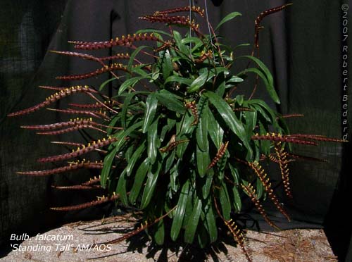 Bulbophyllum falcatum