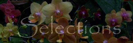 Selections Banner