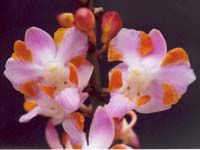 Doritis pulcherrima