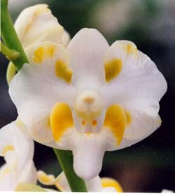 Doritis pulcherrima