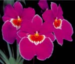 Miltoniopsis Jean Carlson