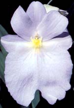 Miltoniopsis vexillaria