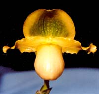 Paph primulinum album