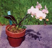 Phal Cotton Ball 'RB1162-1'