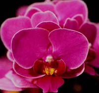 Phal. First Joy