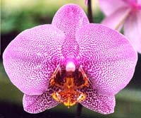 Phal. Miva Smartissimo