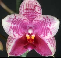 Phal. Rare Vintage 'Private Reserve' AM/AOS