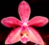 RB1140 First Bloom Seedling
