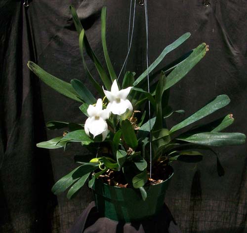 http://www.robert-bedard.com/orchids/images/angcm_magdalenae_plant.jpg
